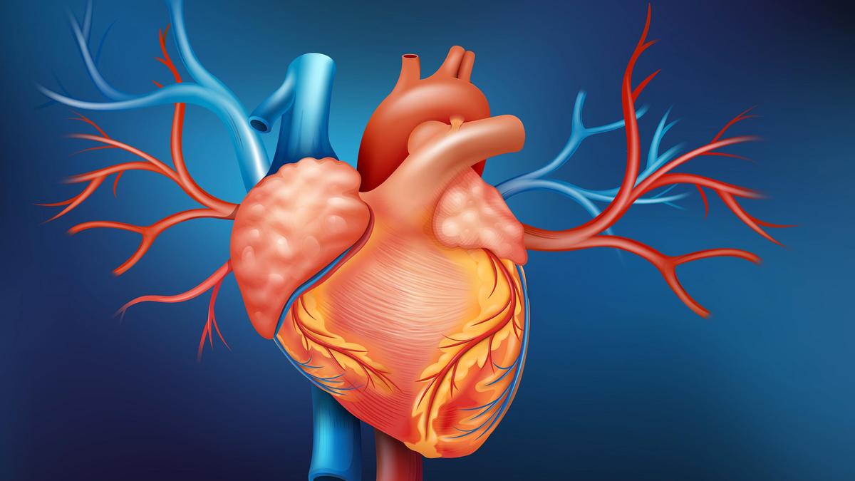 Study finds preserving heart valve during aortic surgery can improve long-term outcomes