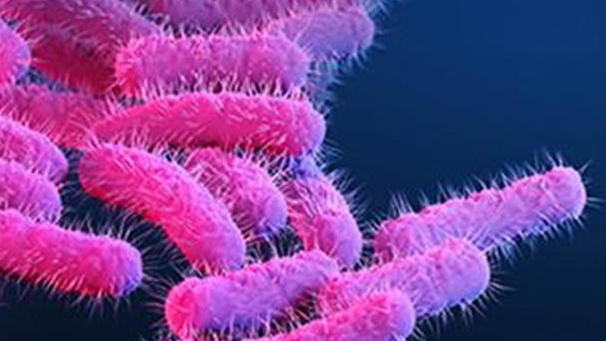 Kerala’s Wayanad reports fresh shigellosis case as college student tests positive